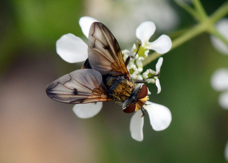 Ectophasia sp. (Tachinidae).